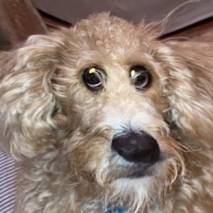 Meet your Posher, Mark